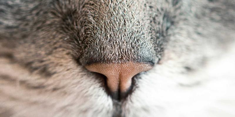 Denali Flights 51:规划终极阿拉斯加探险的完整指南,含超值度假套餐与机票预订攻略