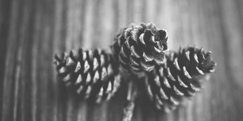 Denali Flights 97:您的终极阿拉斯加飞行与旅行服务指南