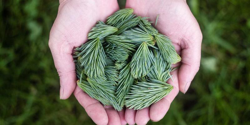 Denali Flights:一站式旅行服务,重新定义阿拉斯加探险体验