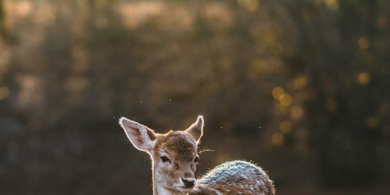 Denali Flights 趋势解析：如何抢购优惠机票与规划极致飞行体验