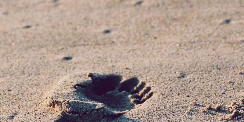 如何选择最佳的德纳里峰飞行观光公司：兼顾安全与价值的终极指南