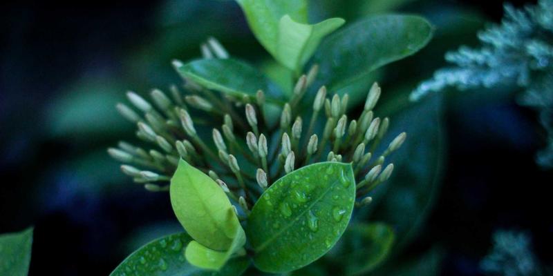 德纳里峰飞行观光摄影终极指南：从机票预订到空中拍摄的完整装备清单